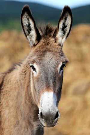 Donkey outdoors in nature under blue sky summertime 

の写真素材