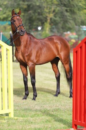 Beautiful thoroughbred warmblood chestnut colored racehorse mare posing on the showground の写真素材