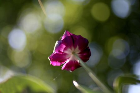 Close up of blooming beautiful tulip flowers springtime on natural green backgroundの写真素材