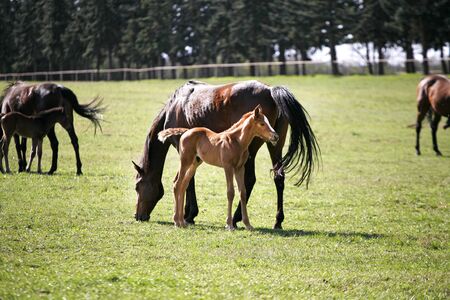 Beautiful thoroughbred mare and her colt are together outdoors springtimeの写真素材