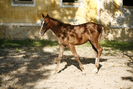 Domestic arabian horses of different colors running home from the meadowの写真素材