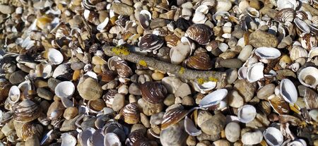 Shell background. Colorful shells on sand beach. Multi-colored shells on seaside. Calm vacation...