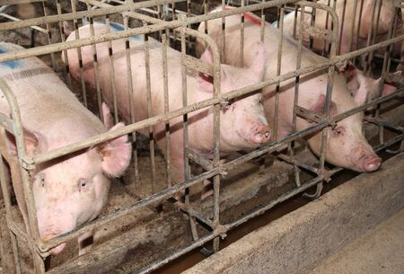 Sows in stable at an industrial animal farm の写真素材