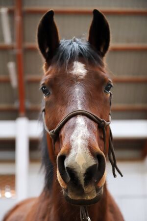 School horse event in indoor riding ground. Head shot close up of a horse during training coaching event

の写真素材