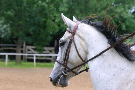 Head shot portrait close up of a beautiful sport horse on show jumping event. Side view head shot of...