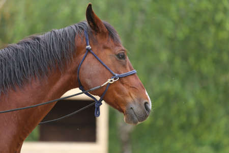 Head of a purebred young horse on natural background at rural animal farm summertime outdoors