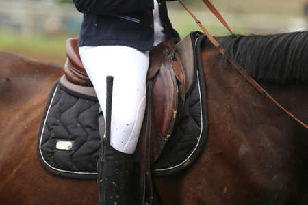 Sport horse close up and old leather saddle ready for dressage training. Equestrian sport background