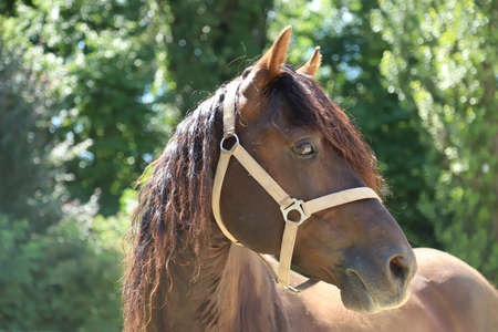 Headshot of a beautiful stallion. Adult morgan horse standing in summer corral near feeding station...