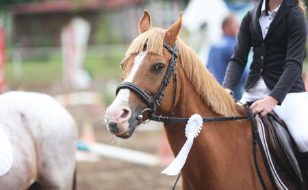 Colorful ribbons rosette is the head of an young award winner show jumper horse on equitation event. Proud rider wearing badges on the winner horse after competitionsの写真素材