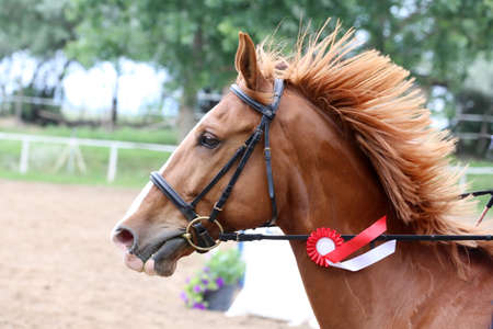 Colorful ribbons rosette is the head of an young award winner show jumper horse on equitation event. Proud rider wearing badges on the winner horse after competitionsの写真素材