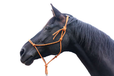 Black stallion head isolated on white background. Headshot close up of a young thoroughbred horse....