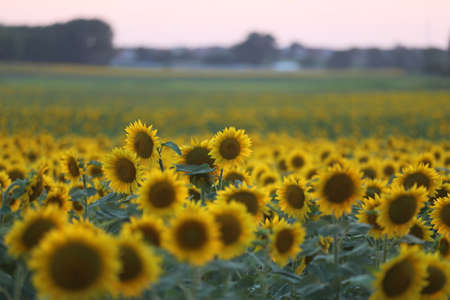 Field of sunflowers.Sunflowers against the Sun. Landscape from a sunflower meadow. Produce...