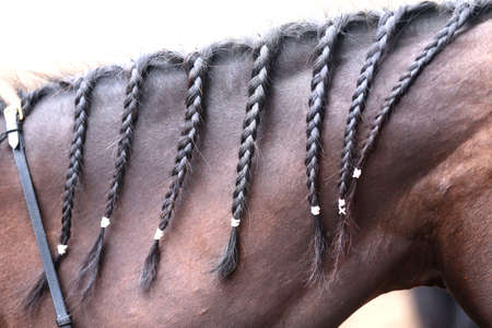 Braided horse mane. Bay colored horse with black mane with braidsの写真素材