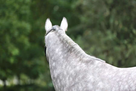 Beautiful face of a purebred horse. Portrait of beautiful stallion. A head shot of a single horse. Horse head close up portrait on breeding test summer time outdoorの写真素材