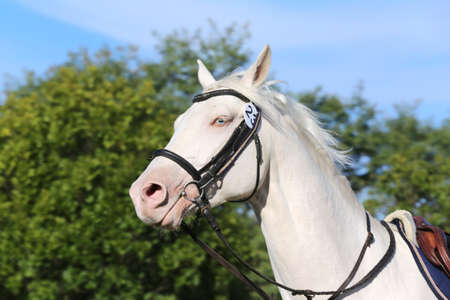 Sporting horse galloping under saddle without rider on show jumping event summertime at rural riding...