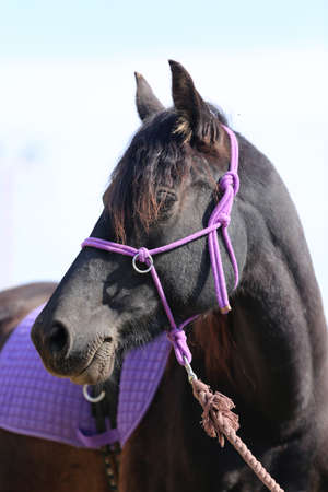 Young beautiful horse posing for camera. Portrait of a purebred young horse in summer corral. Closeup of a young domestic horse on a natural background outdoors rural sceneの写真素材