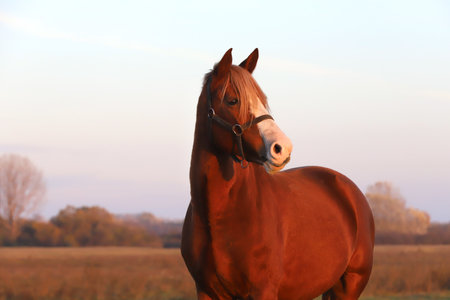 Beautiful Kisberian felver horse grazing on the hungarian sheer at sunset golden hourの写真素材