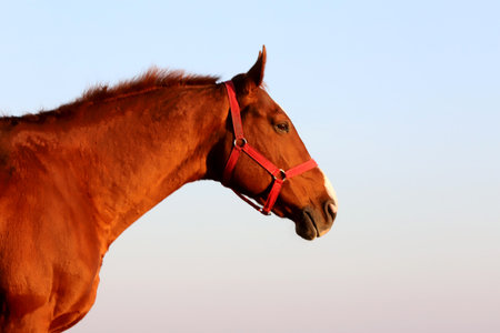Beautiful Kisberian felver horse grazing on the hungarian sheer at sunset golden hourの写真素材