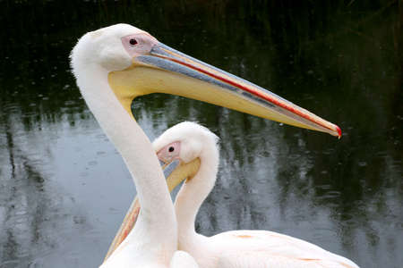 Extreme closeup of a migratory pelican bird on a lake side. Pelican bird posing at shore in autumn weatherの写真素材