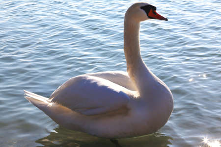 Beautiful young swan swim by the shore in the cold water winter time at sunsetの写真素材