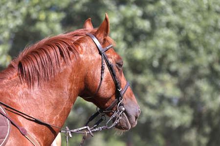 Unknown contestant rides at dressage horse event in riding ground. Head shot close up of a dressage...