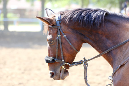 Unknown contestant rides at dressage horse event in riding ground. Head shot close up of a dressage...