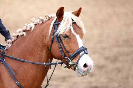 Photo of equestrian competition as a show jumping background.Head shot close up of a show jumper...