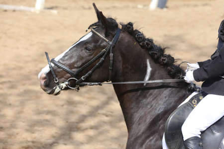 Unknown competitor riding on show jumper horse on equitation event summer time. Show jumping horse under saddle in actionの写真素材