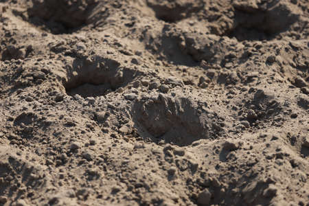 Empty sandy gallop track is a good addition for everyday horse training