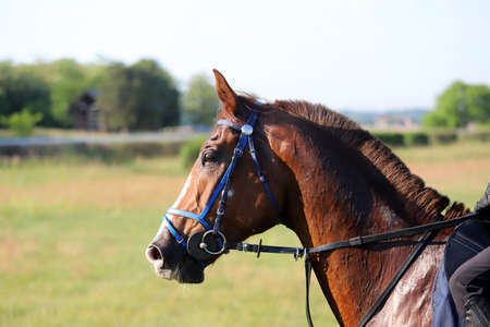 Head shot closeup portrait of a young racehorse under saddle during morning trainingの写真素材