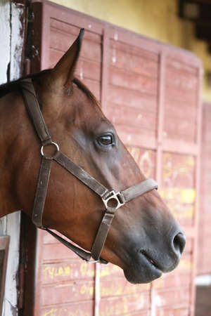 Purebred horse stands gate of the stable box outdoors. Young racehorse head looks out from the...