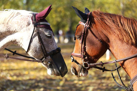 Close up of two young beautiful jumping horses face to face as friends