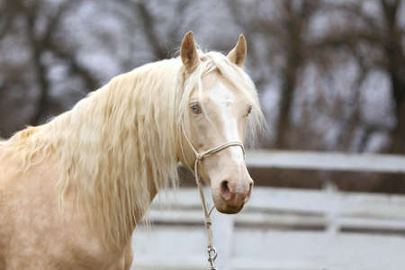 Portrait close up of a beautiful cremello stallion in against white colored wooden corral outdoorsの写真素材