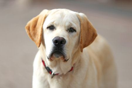 Portrait close up of a white labrador dog outdoors