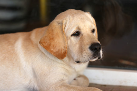 Portrait close up of a white labrador dog outdoors