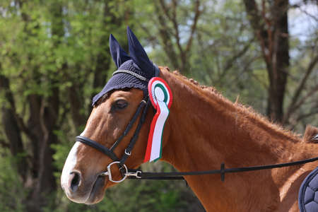 Unknown competitor ride a sport horse on equitation event at summertime ourdoors. Show jumper horse...