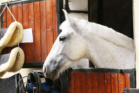 Beautiful young gray colored sport horse looking over the stable door. Purebred youngster looking out the barn door. Racehorse watching behind wooden fence at animal farmの写真素材