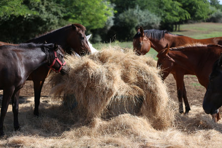 Group of purebred domestic horses eating hay on rural horse ranch outdoors on a summer sunny day. Majestic creatures grazing in warm summer sunshine. Herd of horses eating straw in field. Food.の写真素材