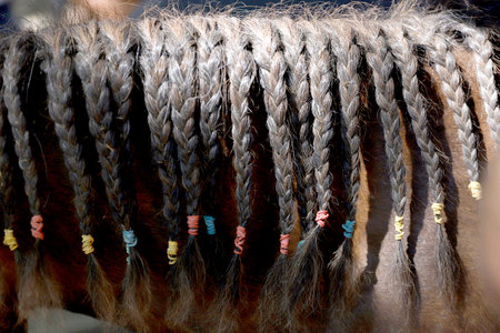 Details of braided pigtail on horse mane. Neck close up of a young domestic horse with a braided mane. Equestrian life.の写真素材