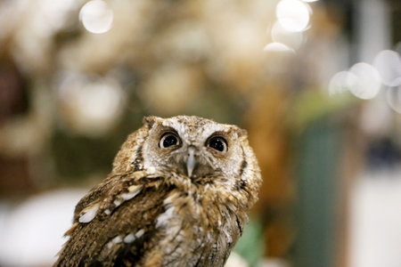 Portrait of a beautiful little brown owl in the city by night. Wild bird with big eyes. Choli. Closeup in bokeh lightsの写真素材