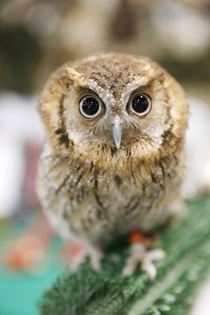 Portrait of a beautiful little brown owl in the city by night. Wild bird with big eyes. Choli. Closeup in bokeh lightsの写真素材
