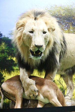 Budapest, Hungary - FEBRUARY 09, 2023: Close up of a stuffed African lion at Budapest Hunting Fair Expoのeditorial素材