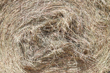 Bale of strawrolls. Stacked straw bales in an animal farm. Farmyard storage concept. Lots of hay....