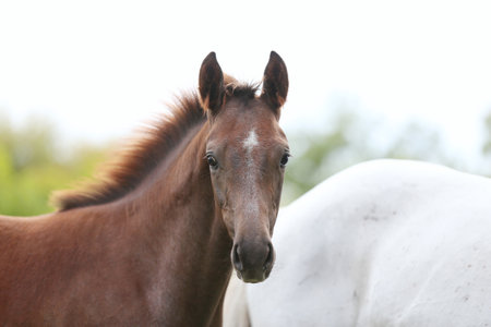 Portrait close up of a beautiful young chestnut foal. Head shot of a purebred young horse at a rural animal farm at equestrian event summertimeの写真素材
