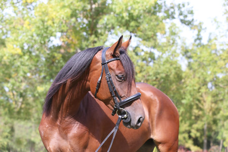 Portrait close up of a beautiful young chestnut stallion. Headshot of a purebred horse against natural background at rural ranch on horse show summertime outdoorsの写真素材
