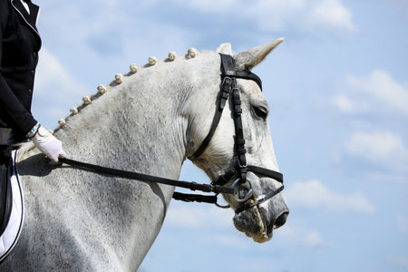 Portrait of a dressage sport horse outdoors. Closeup of a horse portrait during competition training