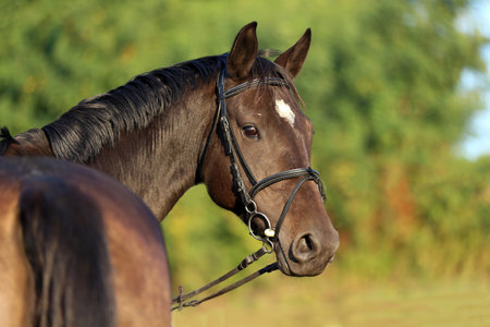Extreme closeup portrait of a domestic saddle horse at sunset on a rural animal farm