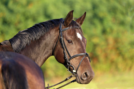 Extreme closeup portrait of a domestic saddle horse at sunset on a rural animal farmの写真素材