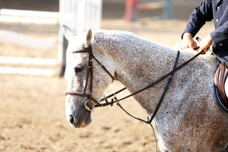 Portrait close up of showjumper horse at equestrian show jumping during competition event. Photo shot of a beautiful show jumper horse on natural backgroundの写真素材
