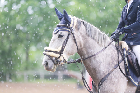 Portrait close up of showjumper horse at equestrian show jumping during competition event. Photo...